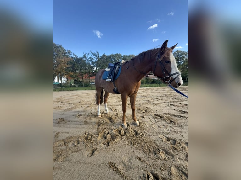 Más ponis/caballos pequeños Caballo castrado 5 años 135 cm Alazán in Merzen