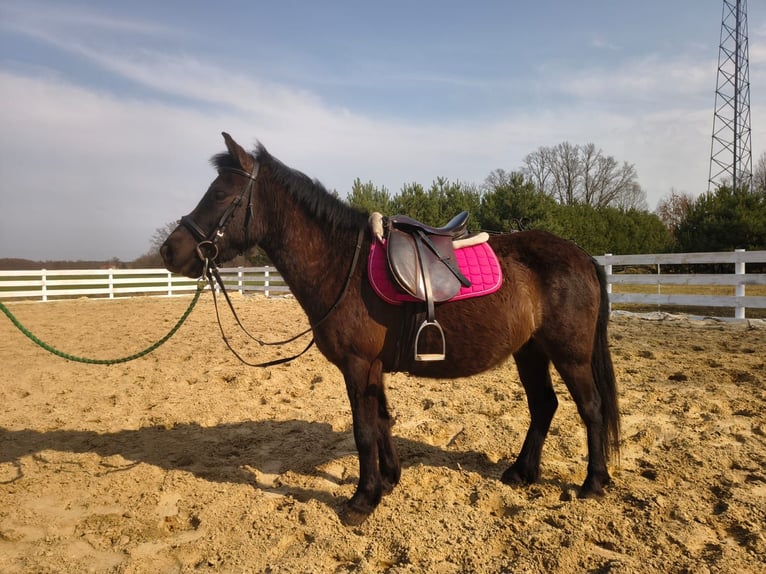 Más ponis/caballos pequeños Caballo castrado 5 años 135 cm  in Nowy Tomysl