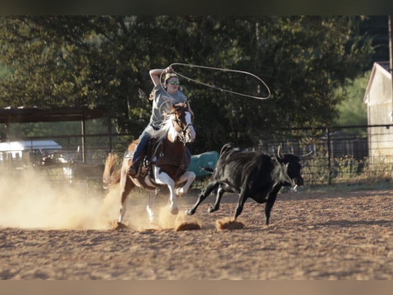 Más ponis/caballos pequeños Caballo castrado 5 años 137 cm Pío in Graham