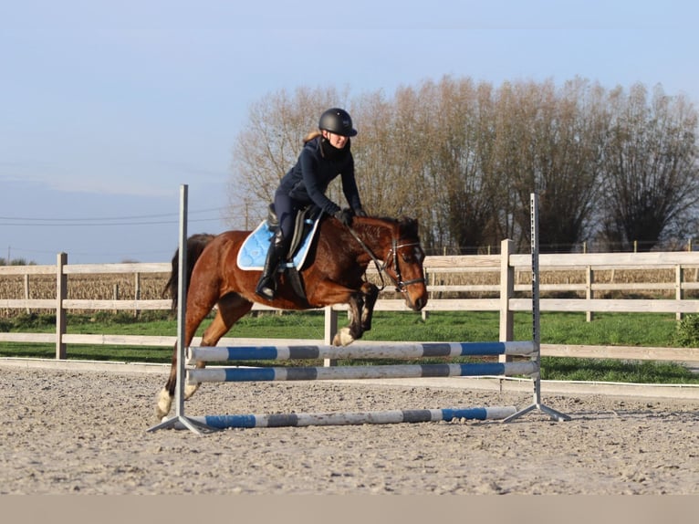 Más ponis/caballos pequeños Caballo castrado 5 años 140 cm Castaño in Pepingen