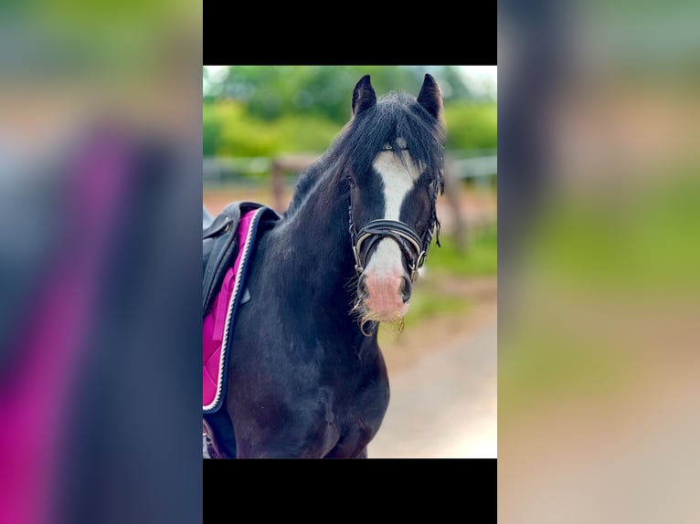 Más ponis/caballos pequeños Caballo castrado 5 años 140 cm Negro in Bexbach