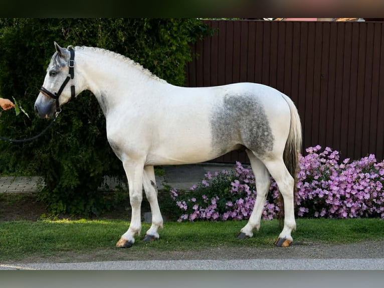 Más ponis/caballos pequeños Caballo castrado 5 años 140 cm Pío in Neu Gaarz