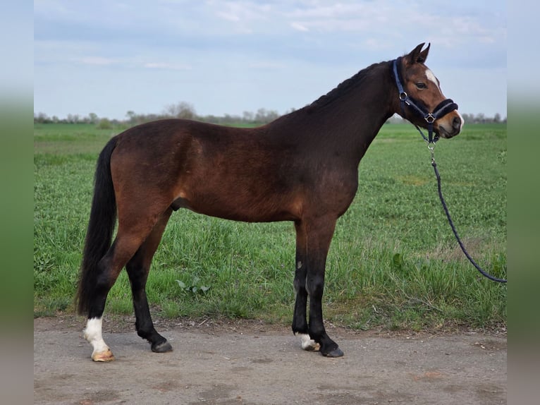 Más ponis/caballos pequeños Caballo castrado 5 años 142 cm Castaño in Kecskemét