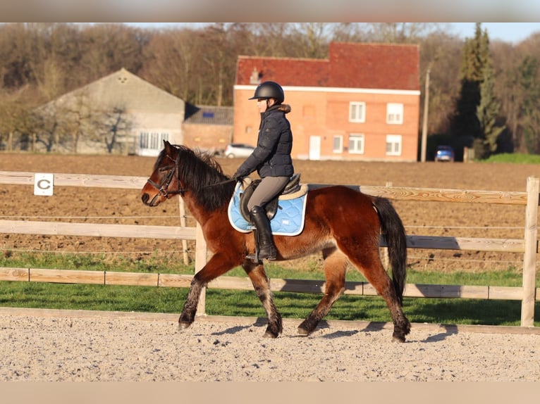Más ponis/caballos pequeños Caballo castrado 5 años 142 cm Castaño in Pepingen