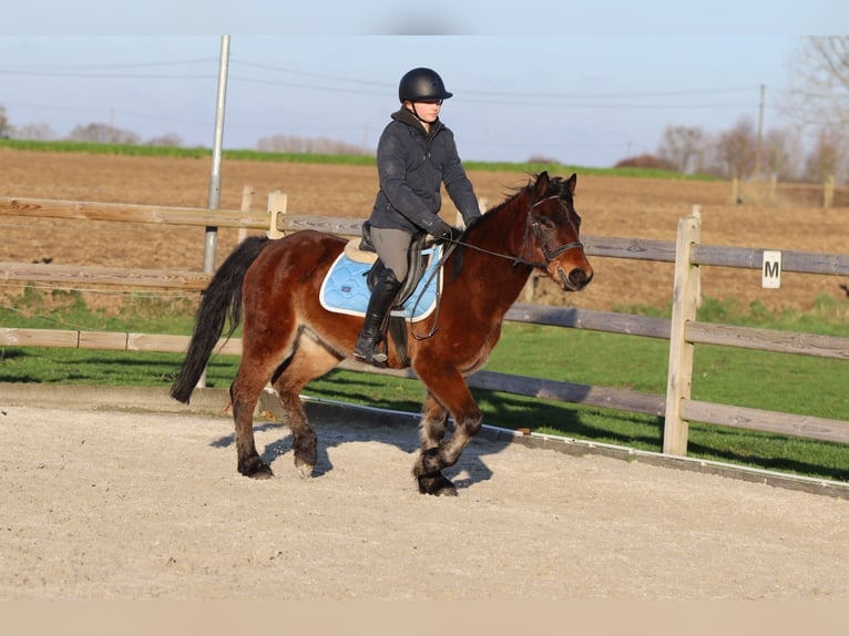 Más ponis/caballos pequeños Caballo castrado 5 años 142 cm Castaño in Pepingen