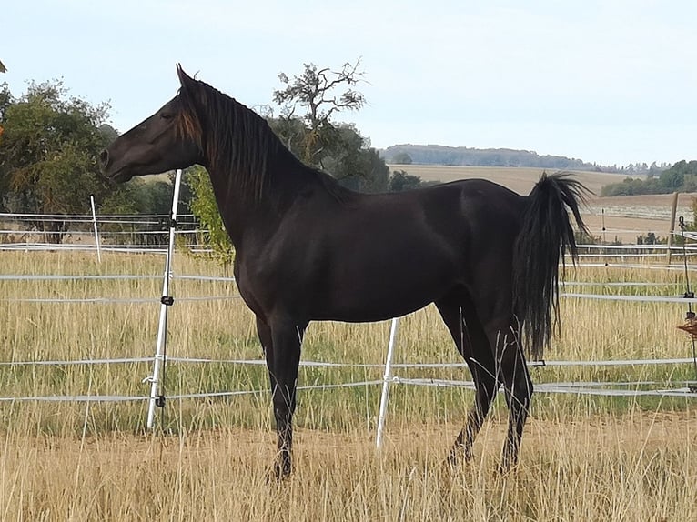 Más ponis/caballos pequeños Caballo castrado 5 años 142 cm Negro in Pohlheim