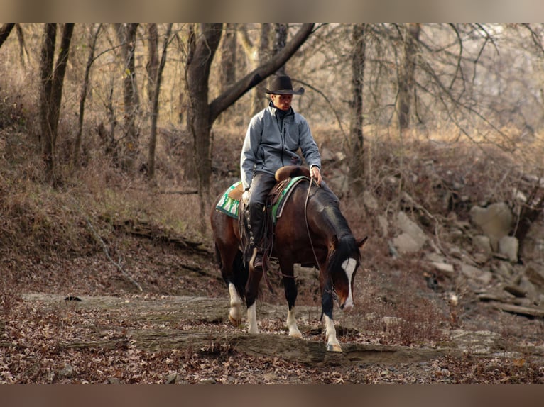 Más ponis/caballos pequeños Caballo castrado 5 años 142 cm Pío in Baxter Springs