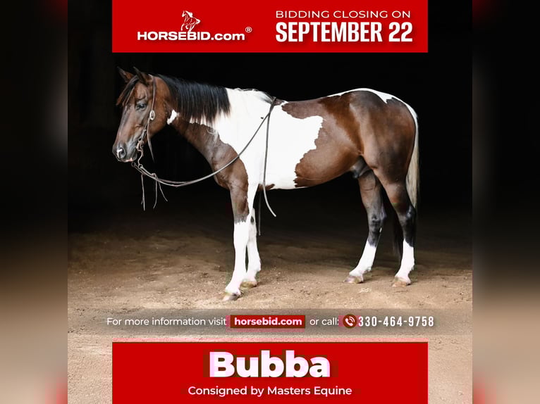 Más ponis/caballos pequeños Mestizo Caballo castrado 5 años 142 cm Pío in Orrville