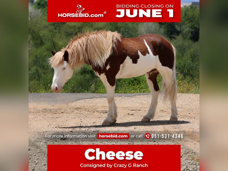 Más ponis/caballos pequeños Caballo castrado 5 años 142 cm Pío in Norco