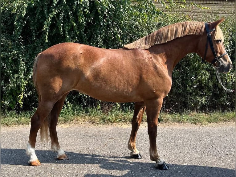 Más ponis/caballos pequeños Caballo castrado 5 años 145 cm Alazán in Mez&#x151;hegyes