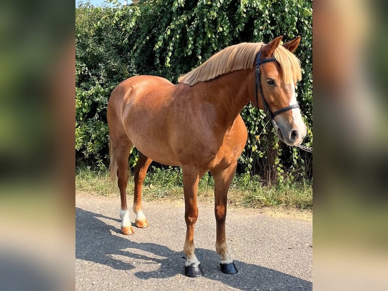 Más ponis/caballos pequeños Caballo castrado 5 años 145 cm Alazán in Mez&#x151;hegyes