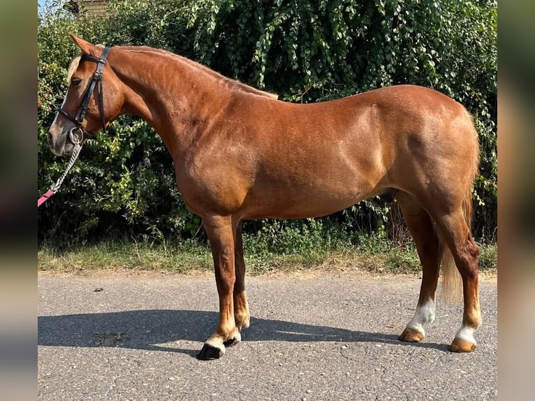 Más ponis/caballos pequeños Caballo castrado 5 años 145 cm Alazán in Mez&#x151;hegyes