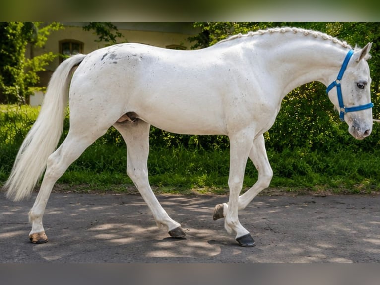 Más ponis/caballos pequeños Caballo castrado 5 años 145 cm Atigrado/Moteado in Békéscsaba