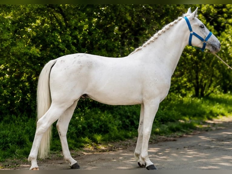 Más ponis/caballos pequeños Caballo castrado 5 años 145 cm Atigrado/Moteado in Békéscsaba