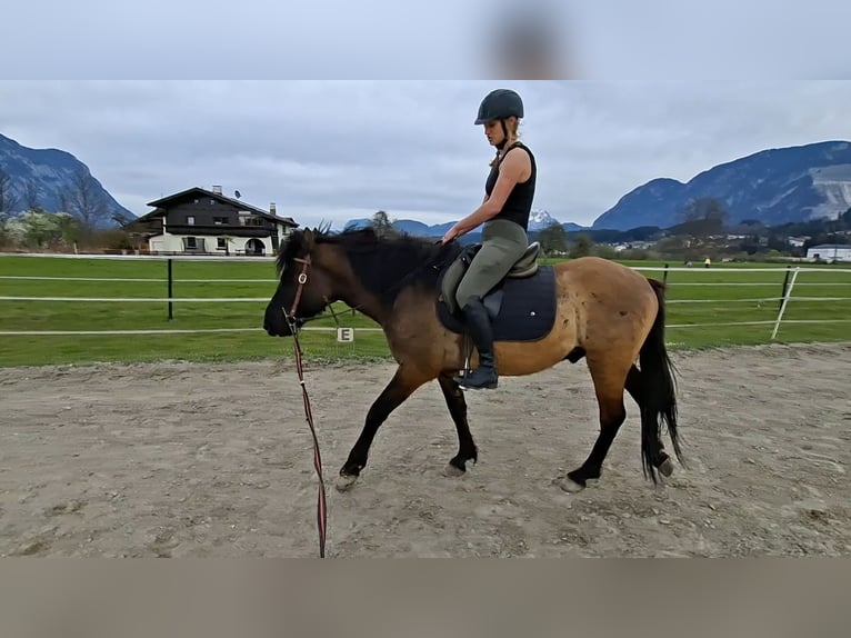 Más ponis/caballos pequeños Caballo castrado 5 años 145 cm Grullo in Kirchbichl