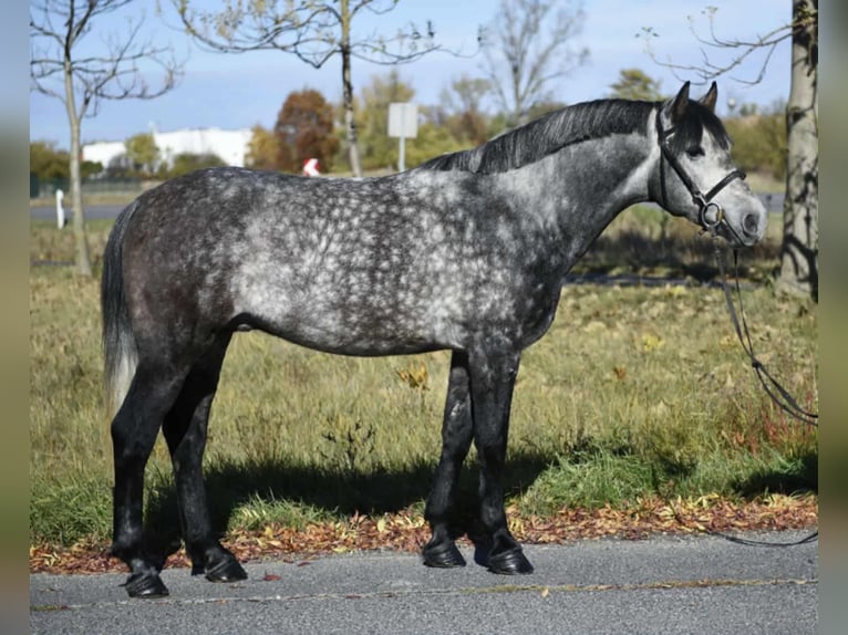 Más ponis/caballos pequeños Caballo castrado 5 años 145 cm Tordo rodado in H&#xF3;dmez&#x151;v&#xE1;s&#xE1;rhely