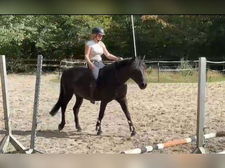 Más ponis/caballos pequeños Caballo castrado 5 años 146 cm Negro in Braunschweig