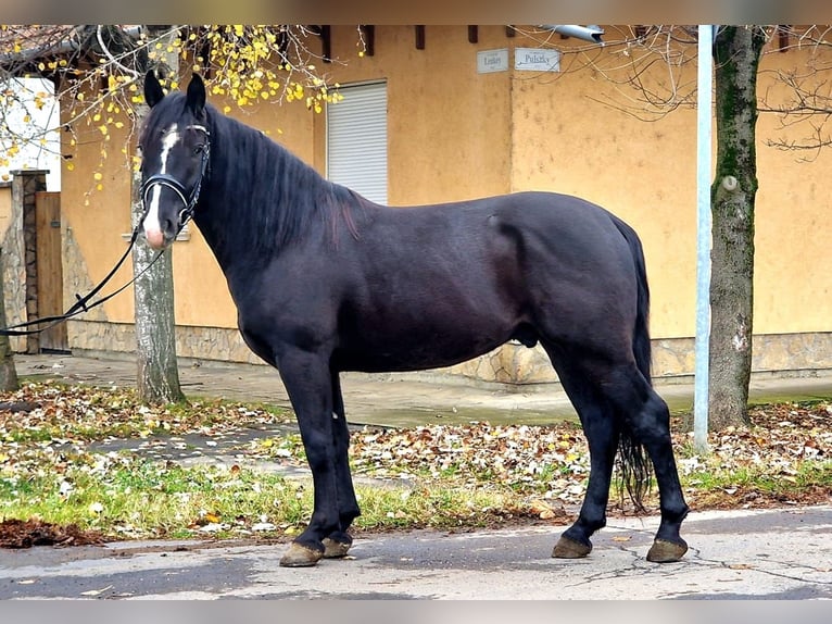 Más ponis/caballos pequeños Caballo castrado 5 años 147 cm Negro in Gyula