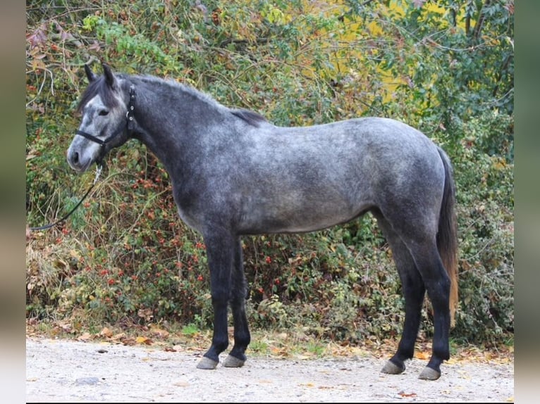 Más ponis/caballos pequeños Caballo castrado 5 años 147 cm Tordo rodado in Debrecen