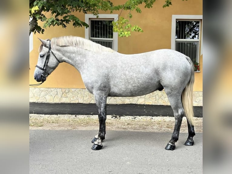 Más ponis/caballos pequeños Caballo castrado 5 años 147 cm Tordo rodado in Orosh&#xE1;za