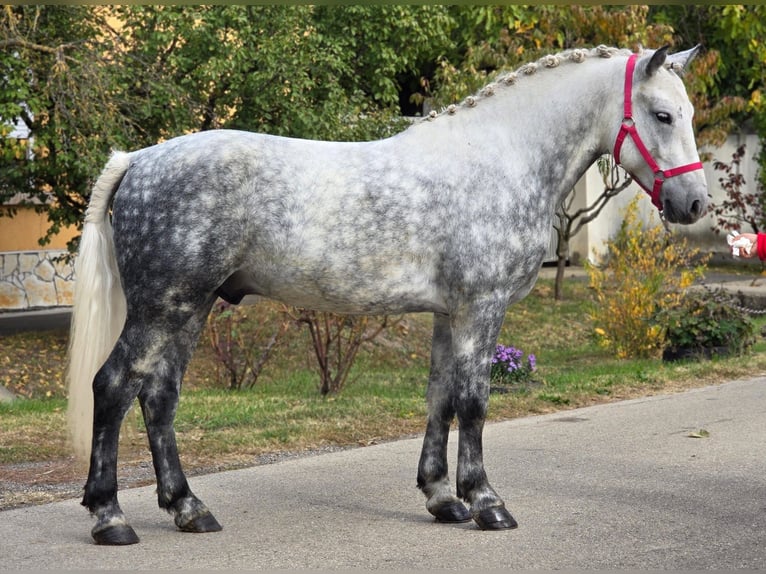Más ponis/caballos pequeños Caballo castrado 5 años 149 cm Tordo in Békéscsaba Más ponis/caballos pequeños Caballo castrado 5 años 149 cm Tordo in Békéscsaba
