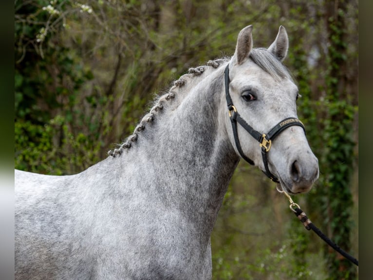 Más ponis/caballos pequeños Caballo castrado 5 años 150 cm Tordo rodado in Békéscsaba
