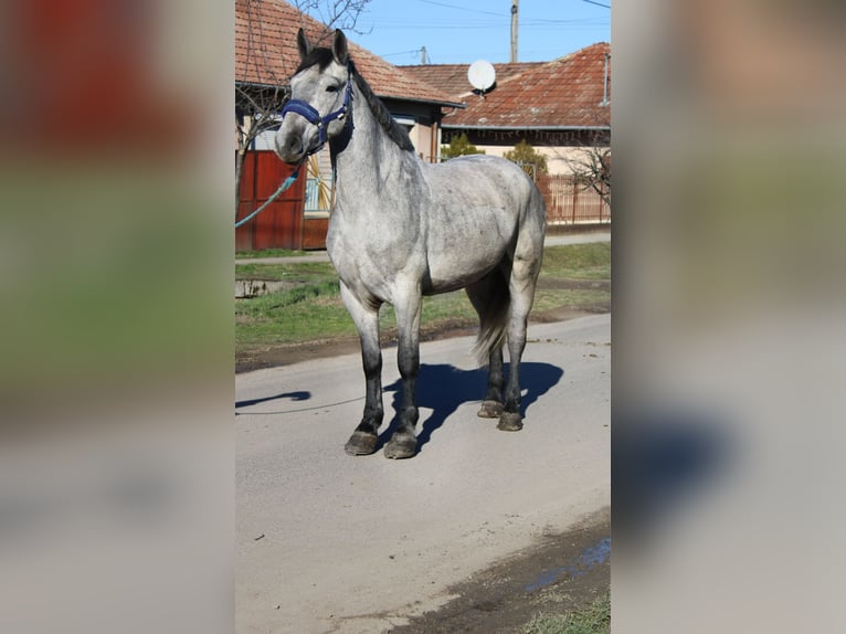 Más ponis/caballos pequeños Caballo castrado 5 años 153 cm Tordo in Békés