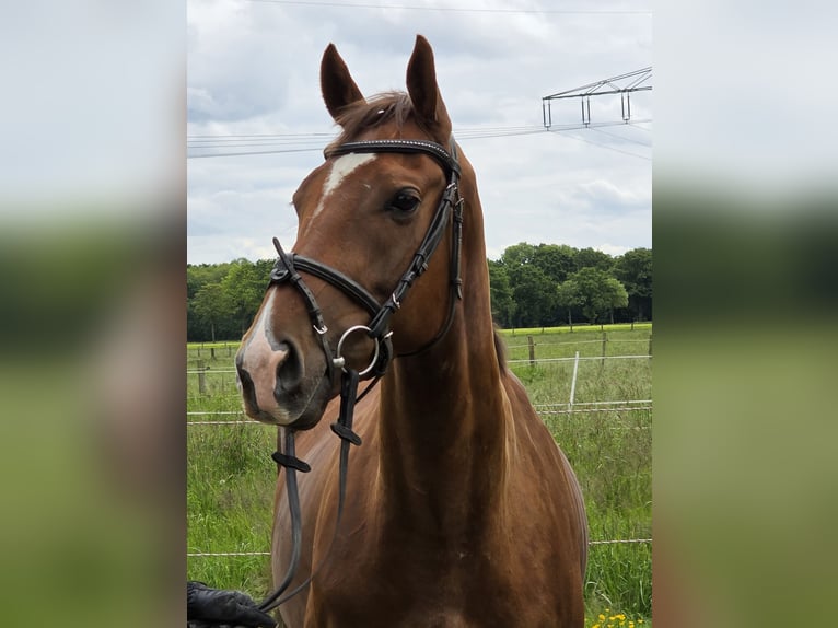 Más ponis/caballos pequeños Caballo castrado 5 años 154 cm Alazán-tostado in Wachtendonk