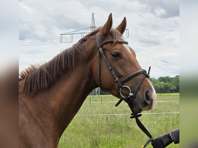 Más ponis/caballos pequeños Caballo castrado 5 años 154 cm Alazán-tostado in Wachtendonk
