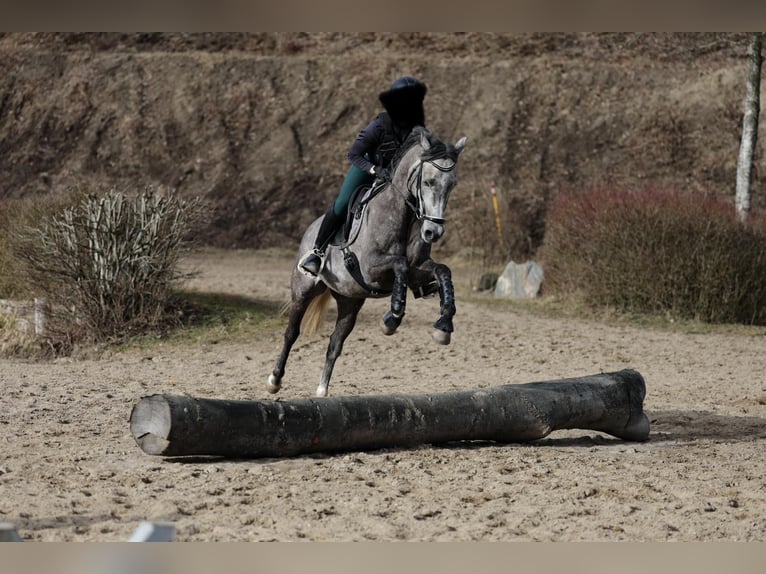 Más ponis/caballos pequeños Caballo castrado 5 años 154 cm  in Rickling