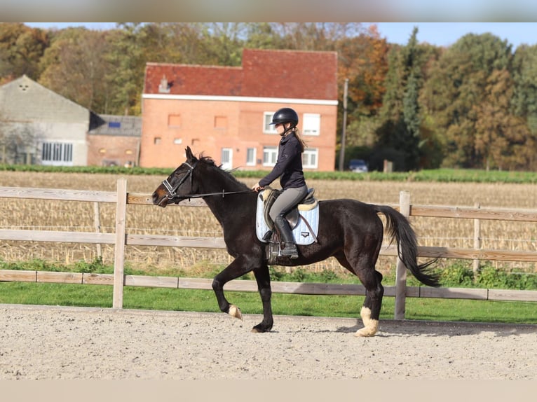 Más ponis/caballos pequeños Caballo castrado 5 años 154 cm Negro in Bogaarden