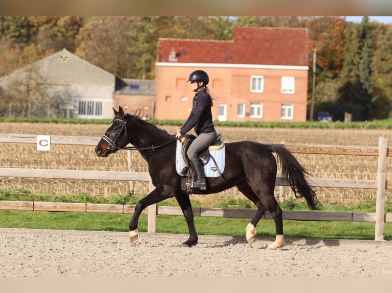 Más ponis/caballos pequeños Caballo castrado 5 años 154 cm Negro in Bogaarden