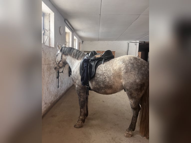 Más ponis/caballos pequeños Mestizo Caballo castrado 5 años 154 cm Tordo rodado in Schopfheim