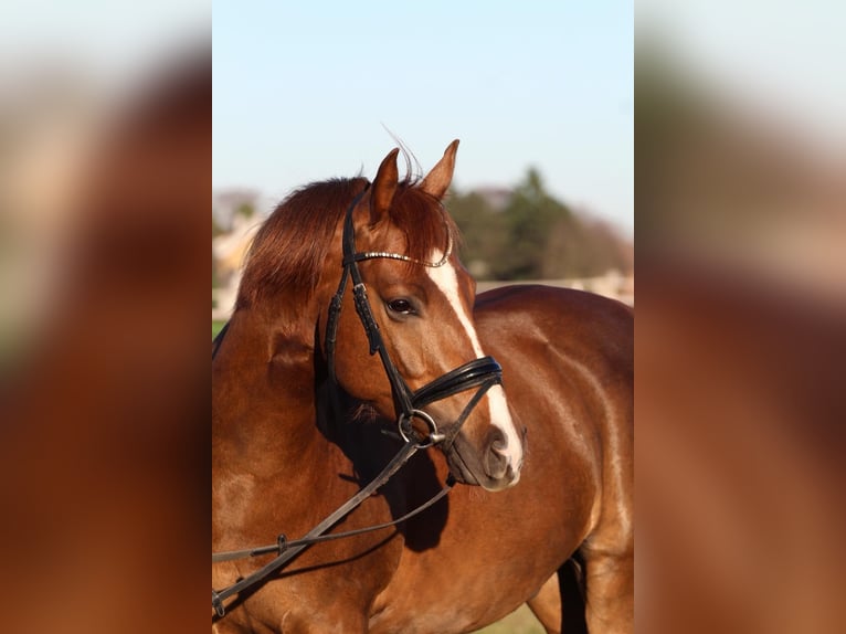 Más ponis/caballos pequeños Mestizo Caballo castrado 5 años 155 cm Alazán in Dortmund