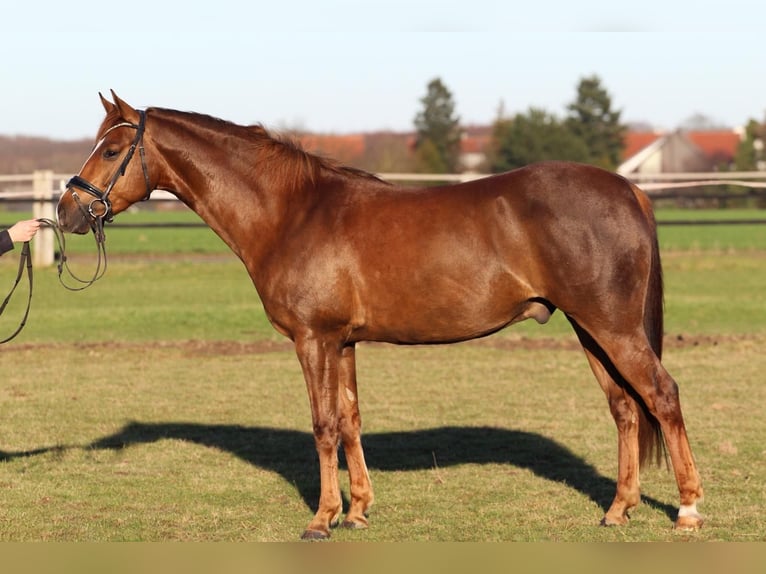 Más ponis/caballos pequeños Mestizo Caballo castrado 5 años 155 cm Alazán in Dortmund
