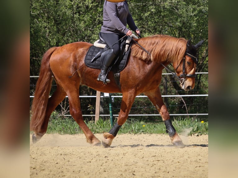 Más ponis/caballos pequeños Mestizo Caballo castrado 5 años 155 cm Alazán in Neuenkirchen