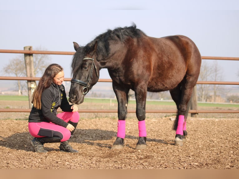 Más ponis/caballos pequeños Mestizo Caballo castrado 5 años 155 cm Negro in Hohenruppersddorf