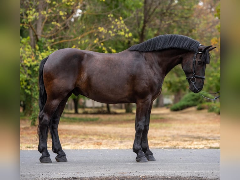Más ponis/caballos pequeños Caballo castrado 5 años 156 cm Negro in Neu Gaarz