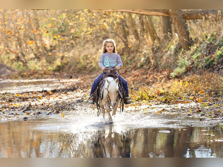 Más ponis/caballos pequeños Caballo castrado 5 años 86 cm Palomino in Sedalia