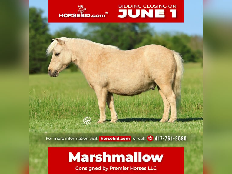 Más ponis/caballos pequeños Caballo castrado 5 años 89 cm Palomino in Buffalo