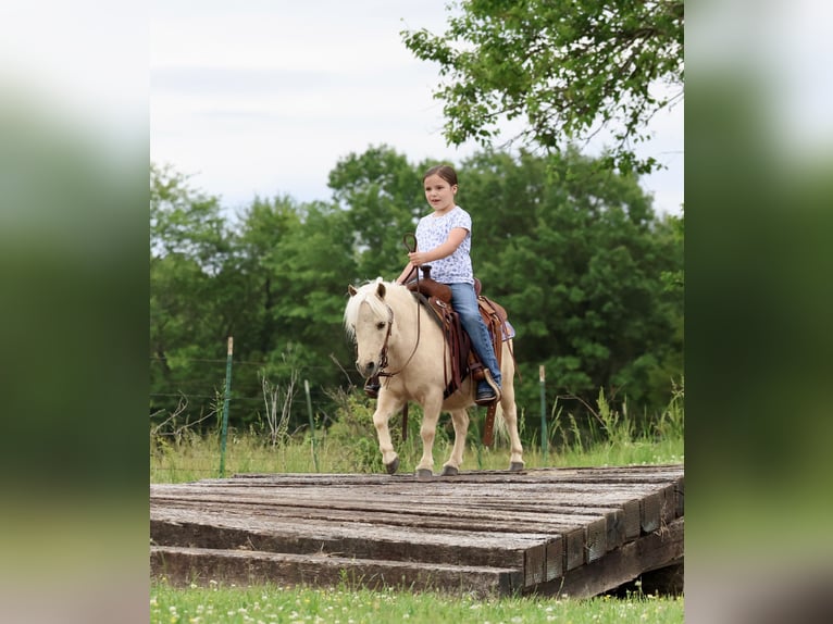 Más ponis/caballos pequeños Caballo castrado 5 años 89 cm Palomino in Buffalo