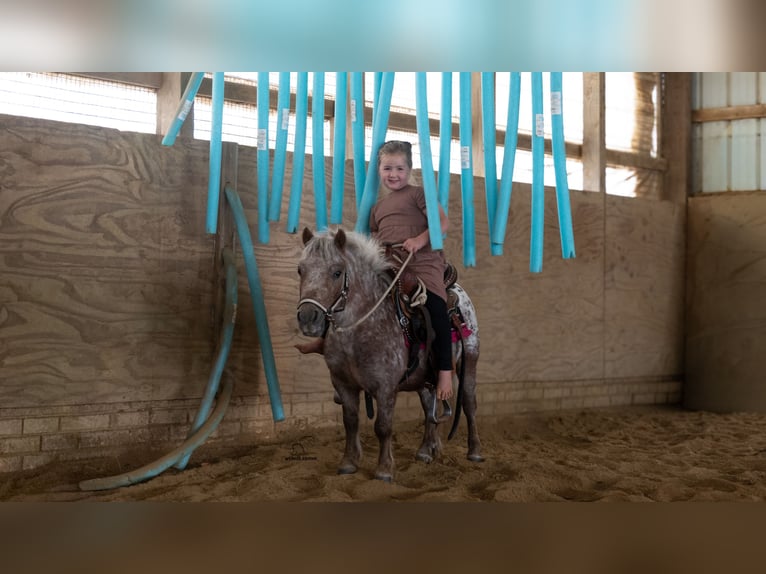Más ponis/caballos pequeños Caballo castrado 5 años 91 cm Alazán-tostado in Fredericksburg