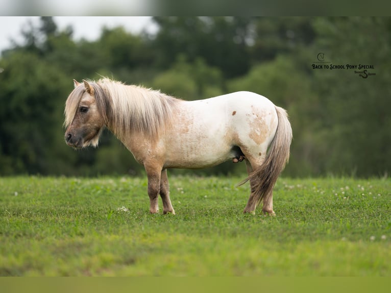 Más ponis/caballos pequeños Caballo castrado 5 años 91 cm in Clover