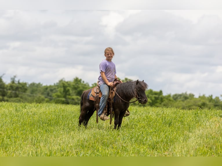 Más ponis/caballos pequeños Caballo castrado 5 años 91 cm Negro in Ewing