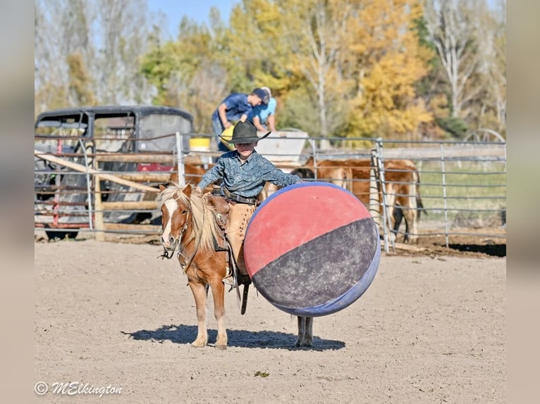 Más ponis/caballos pequeños Caballo castrado 5 años 97 cm Alazán rojizo in Rigby