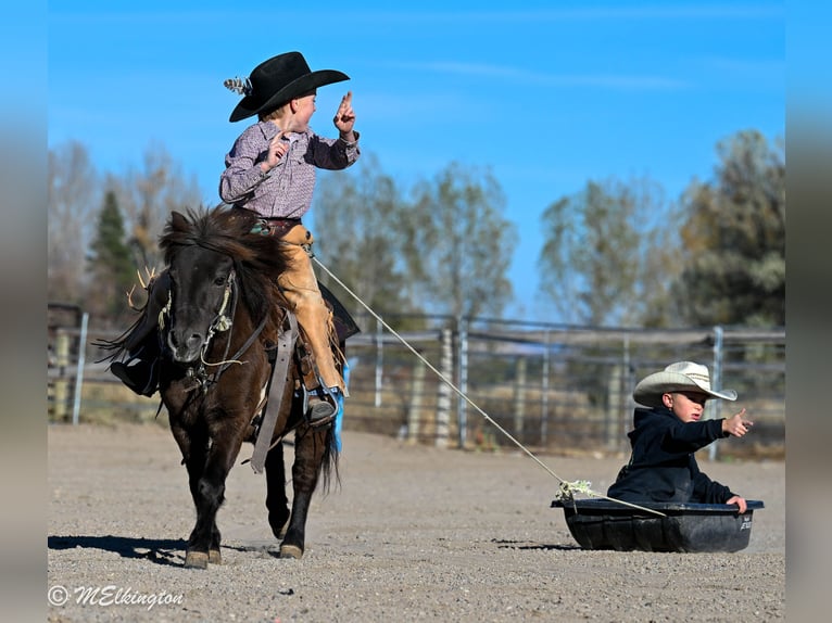 Más ponis/caballos pequeños Caballo castrado 5 años 99 cm Castaño in Rigby