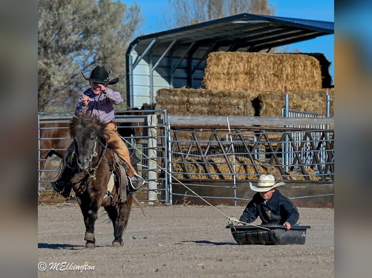Más ponis/caballos pequeños Caballo castrado 5 años 99 cm Castaño in Rigby