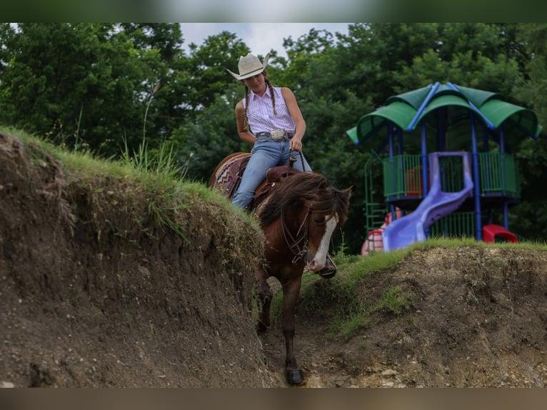 Más ponis/caballos pequeños Caballo castrado 5 años Alazán rojizo in Joshua