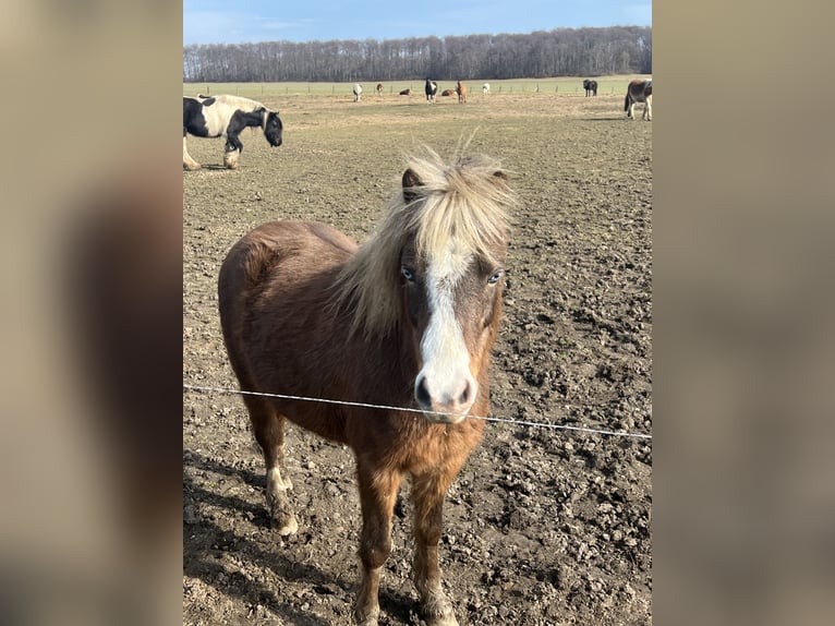 Más ponis/caballos pequeños Mestizo Caballo castrado 5 años Alazán-tostado in Kaltohmfeld