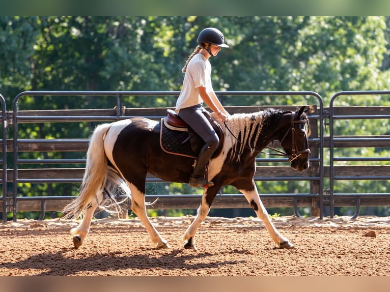 Más ponis/caballos pequeños Caballo castrado 5 años Pío in Clover